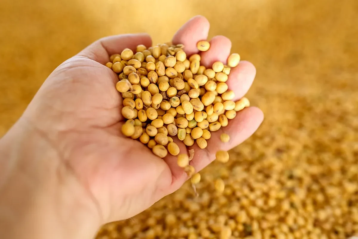 أسعار فول الصويا