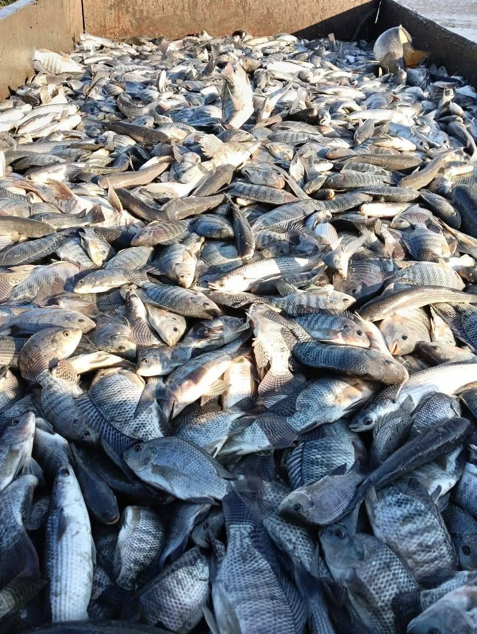 مزرعة الزاوية