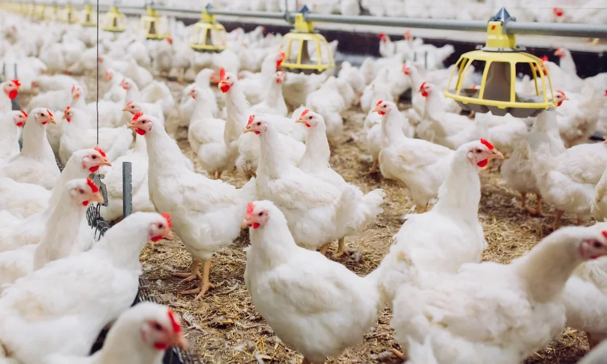 الزراعة: مصر لديها اكتفاء ذاتي شبه كامل من الدواجن