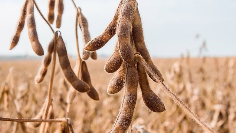 إنتاج الصويا