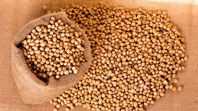 أسوأ انخفاض في التاريخ.. توقعات بتراجع إنتاج فول الصويا بالبرازيل بنسبة 20% في 2024