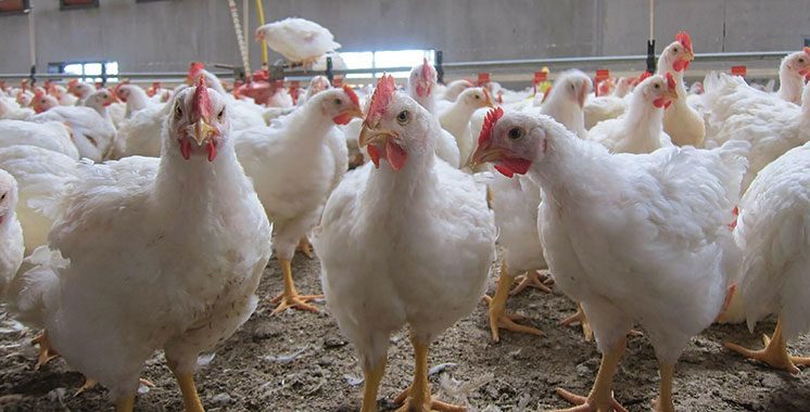 محمد عادل لـ"قلم بيطري": ارتفاع أسعار الدواجن نهاية الشهر الجاري