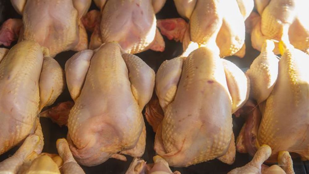 ارتفاع صادرات البرازيل من الدواجن بنسبة 23.09% في ديسمبر