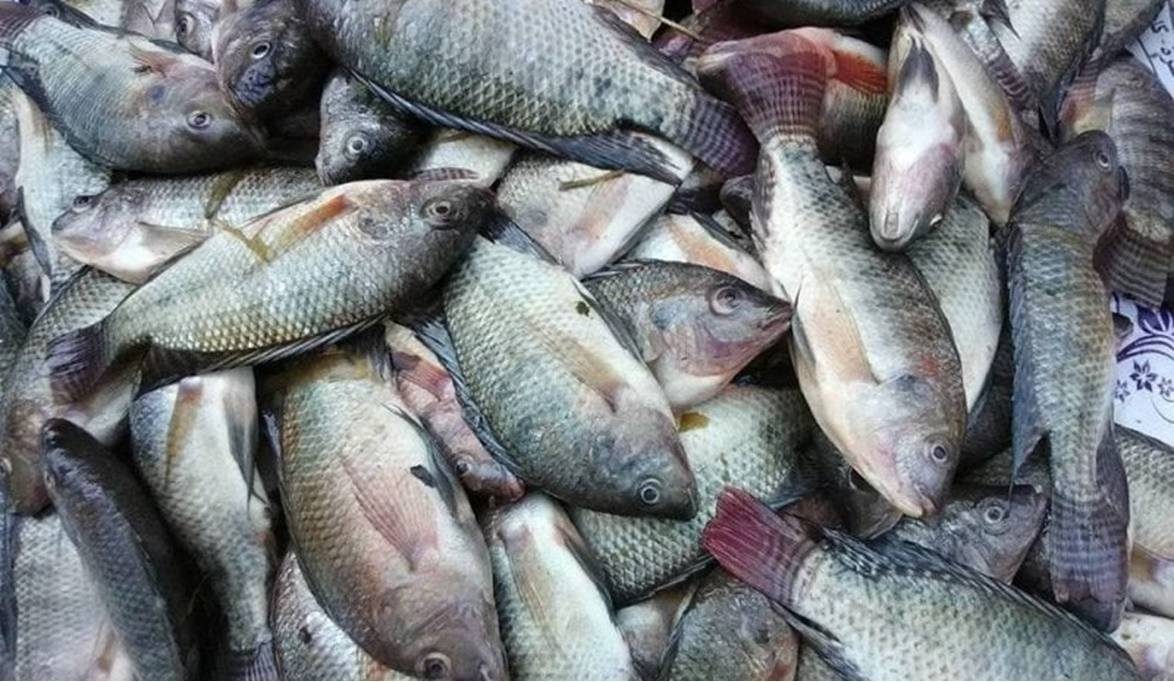 أسعار السمك