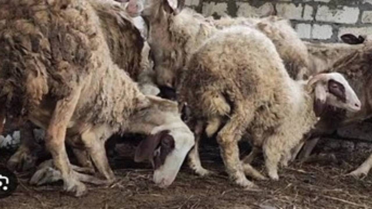 الأغنام والماعز