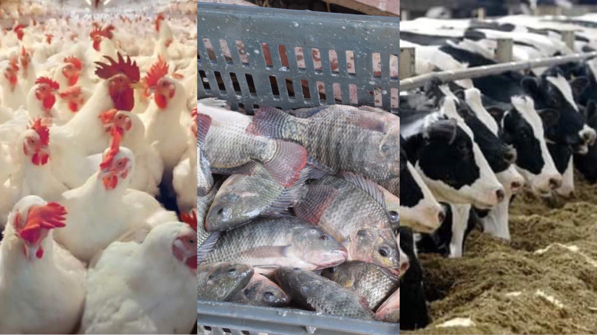 الإنتاج الحيواني العالمي ينمو بنسبة 14% خلال السنوات العشر المقبلة