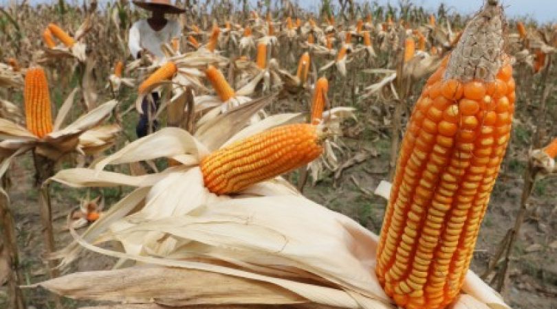 صادرات الذرة البرازيلية في ديسمبر تتجاوز 5.2 مليون طن