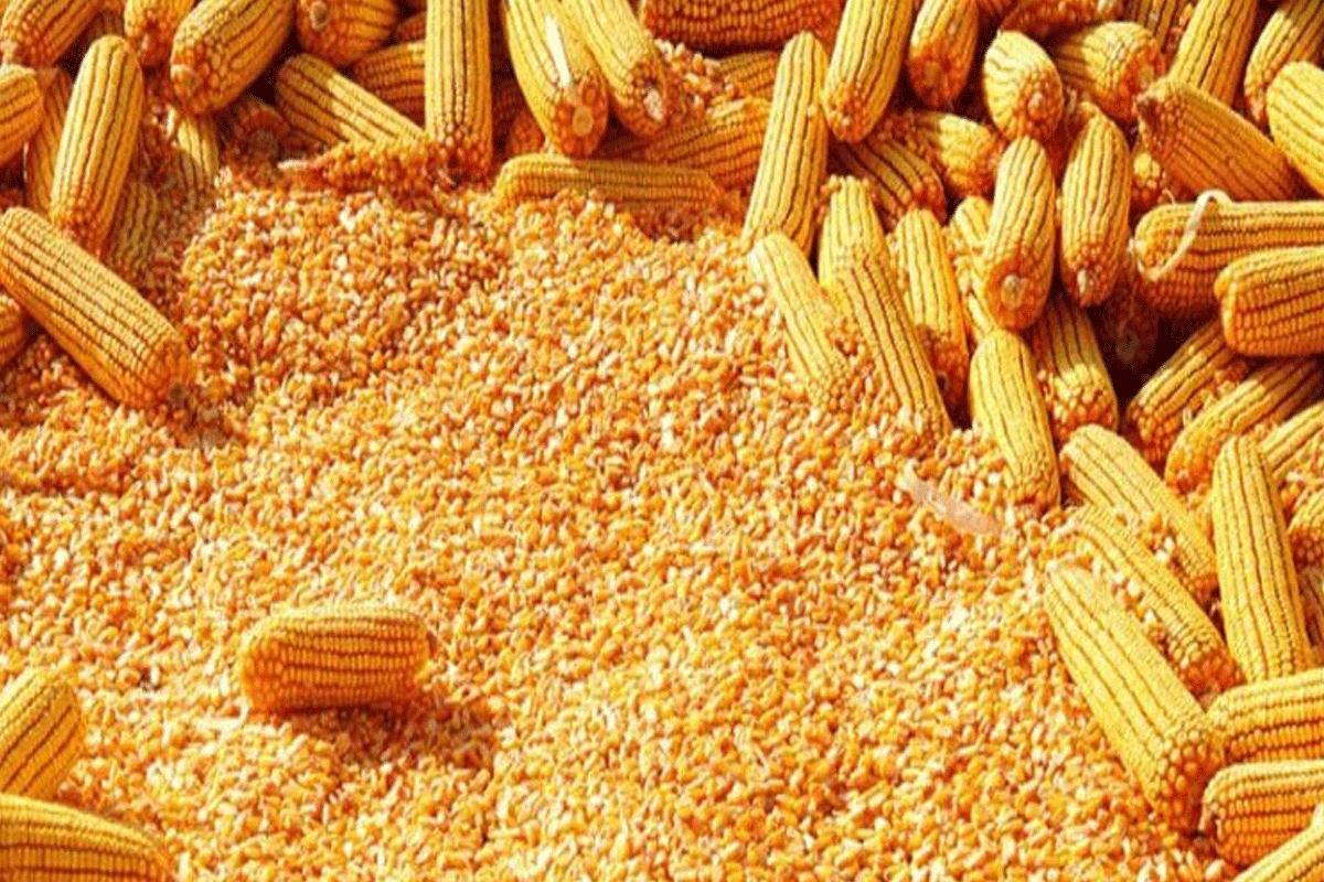 العقود الآجلة للذرة في شيكاغو تنخفض اليوم الأربعاء مع التركيز على الحصاد البرازيلي