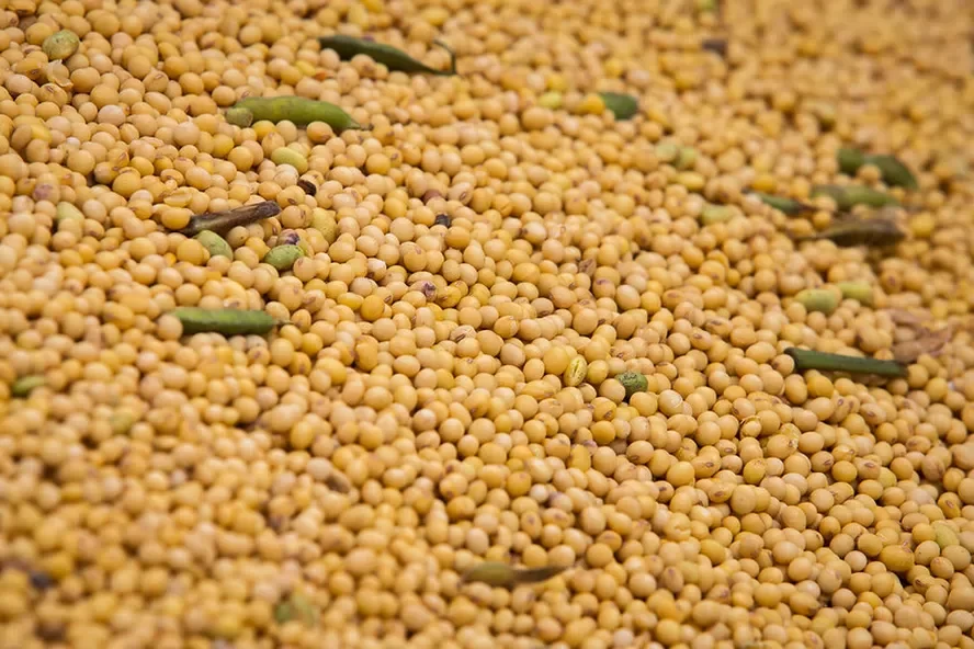 الزراعة الأمريكية: البرازيل منافس قوى للولايات المتحدة في مبيعات فول الصويا