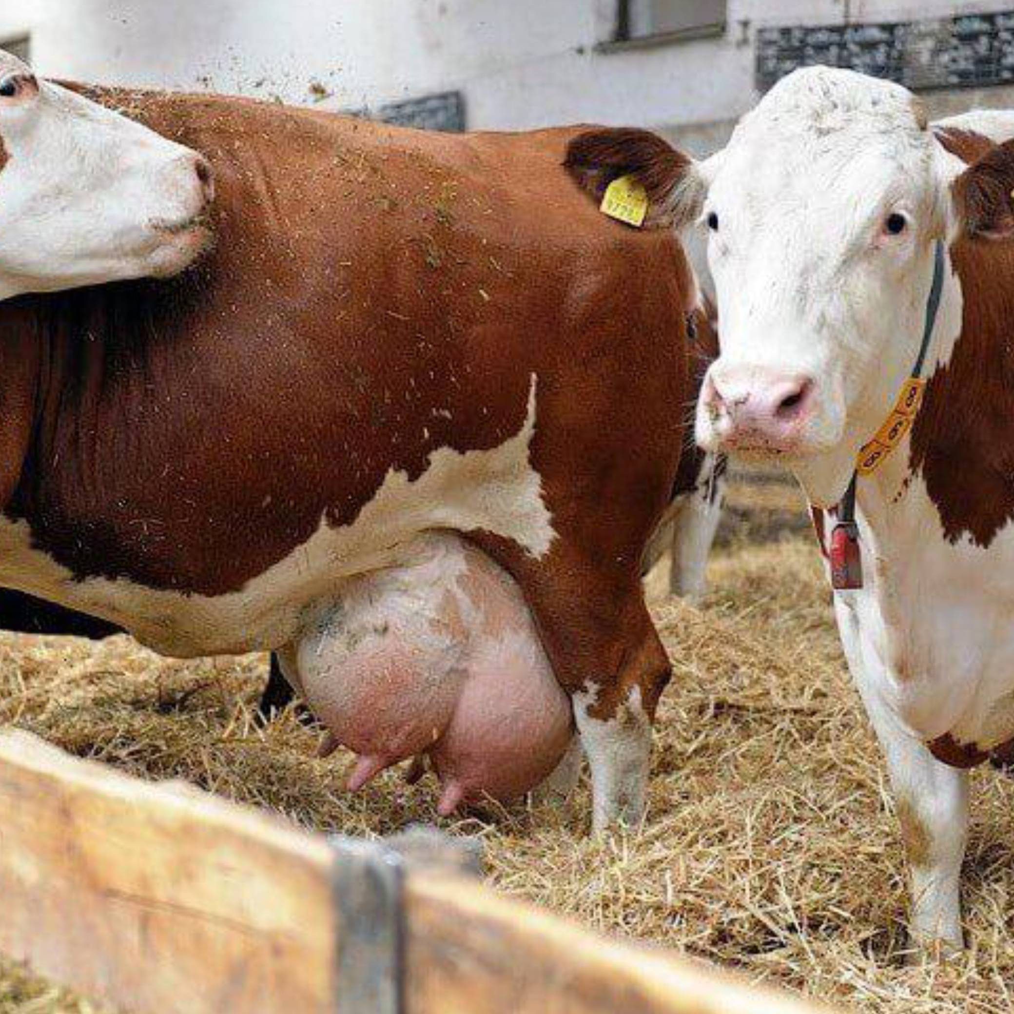 التهاب الضرع