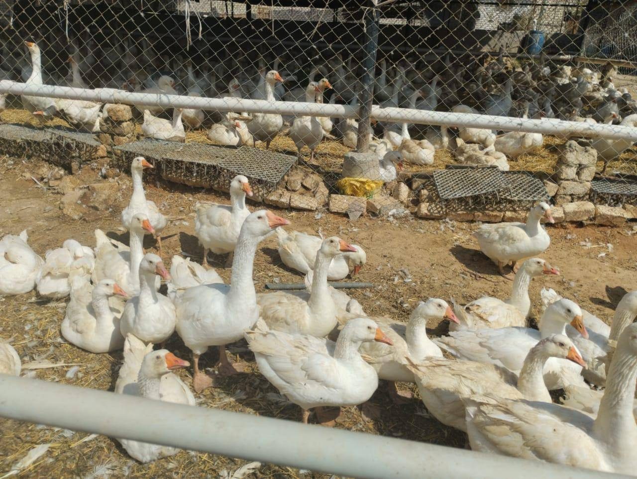 الثروة الداجنة