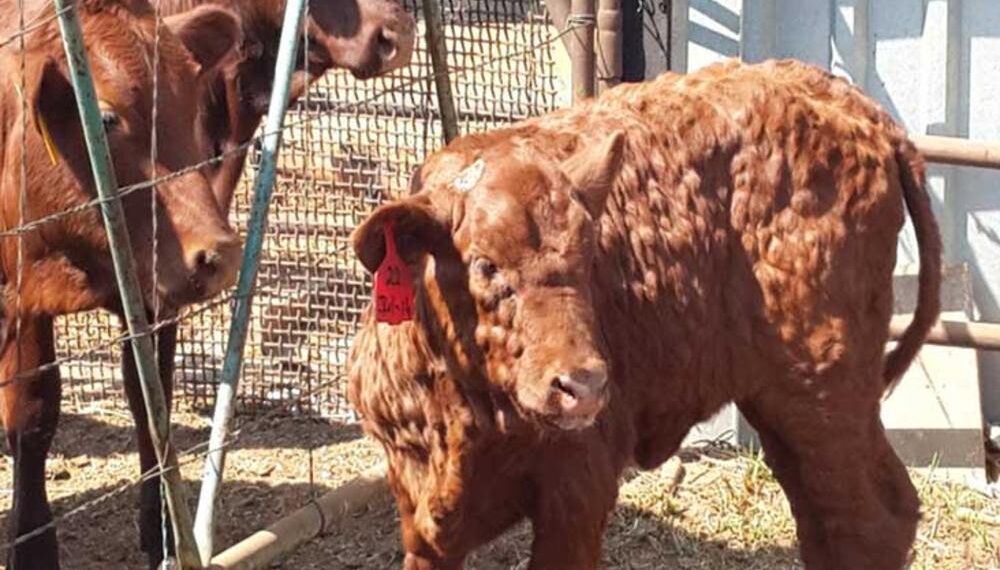 تحصين 1.3 مليون رأس ماشية ضد مرض الجلد العقدي وجدري الأغنام