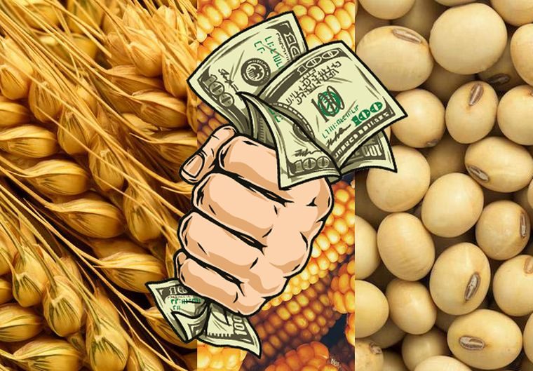 القمح والذرة والصويا