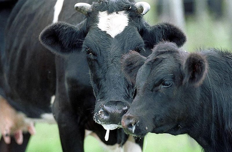 الحمى القلاعية