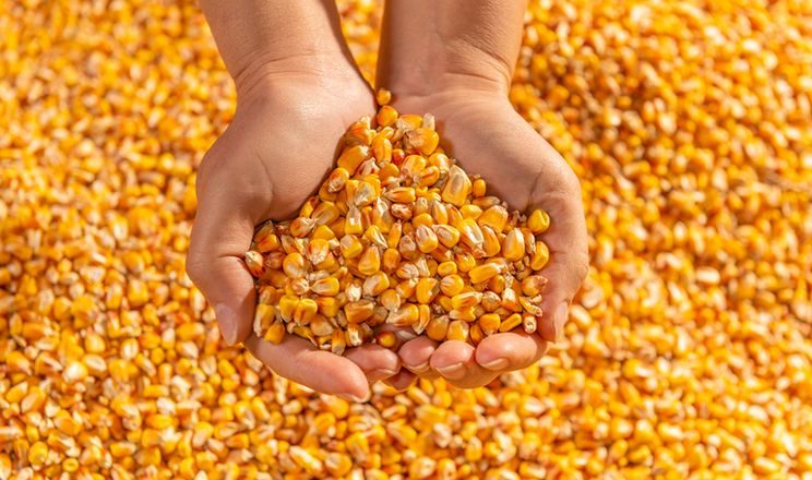 الذرة الأوكراني