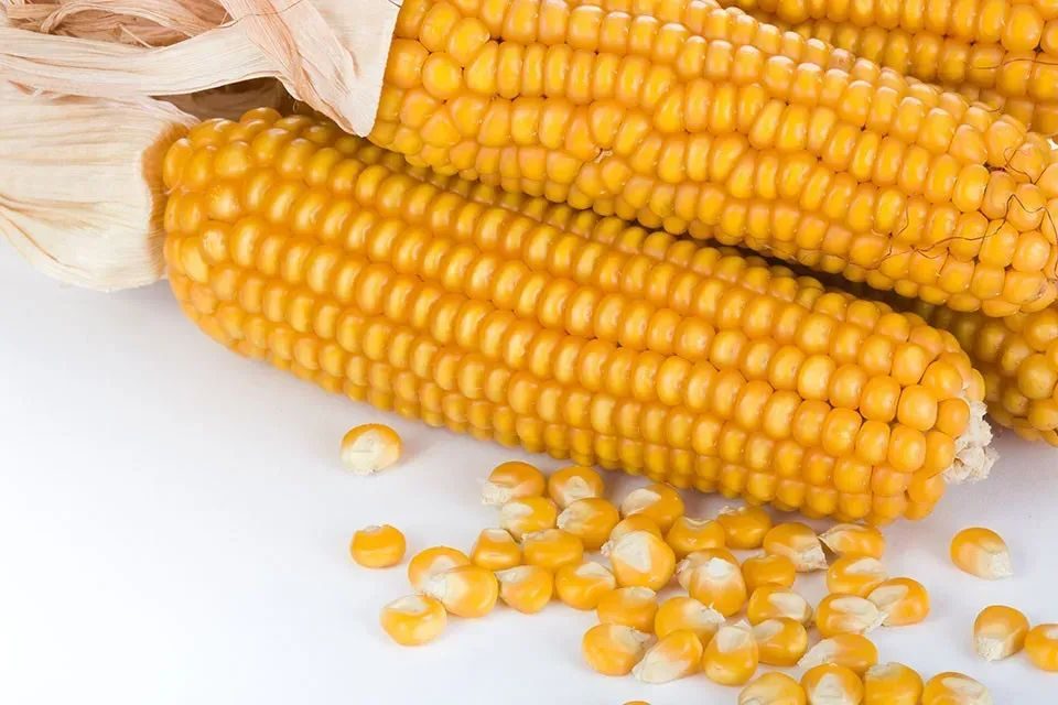 الذرة