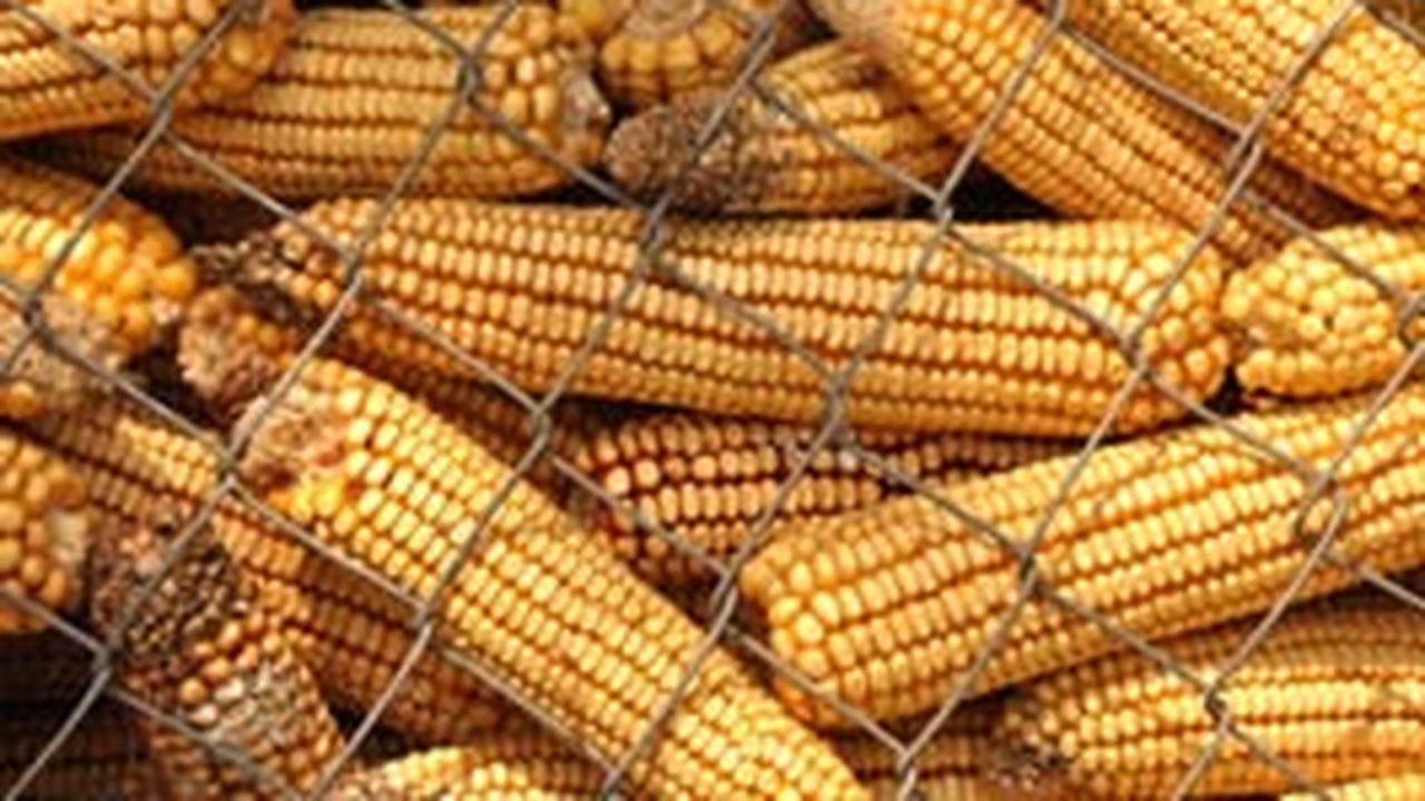 واردات الصين من الذرة تسجل رقما قياسيا في نوفمبر