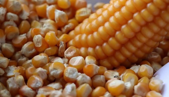 الذرة تتراجع وفول الصويا يسجل أدنى مستوى له منذ ما يقرب من 3 أشهر