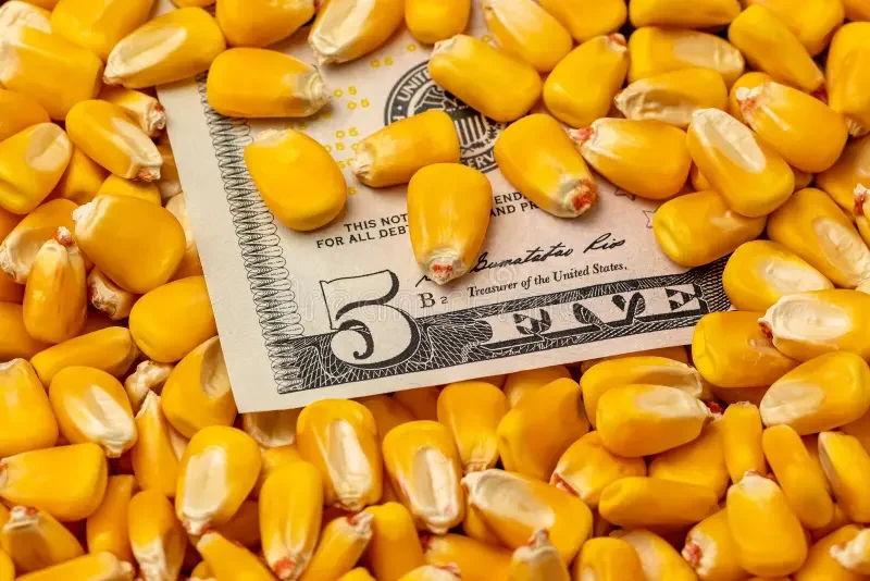 أسعار الذرة في السوق الأوكرانية ترتفع وسط طلب قوي