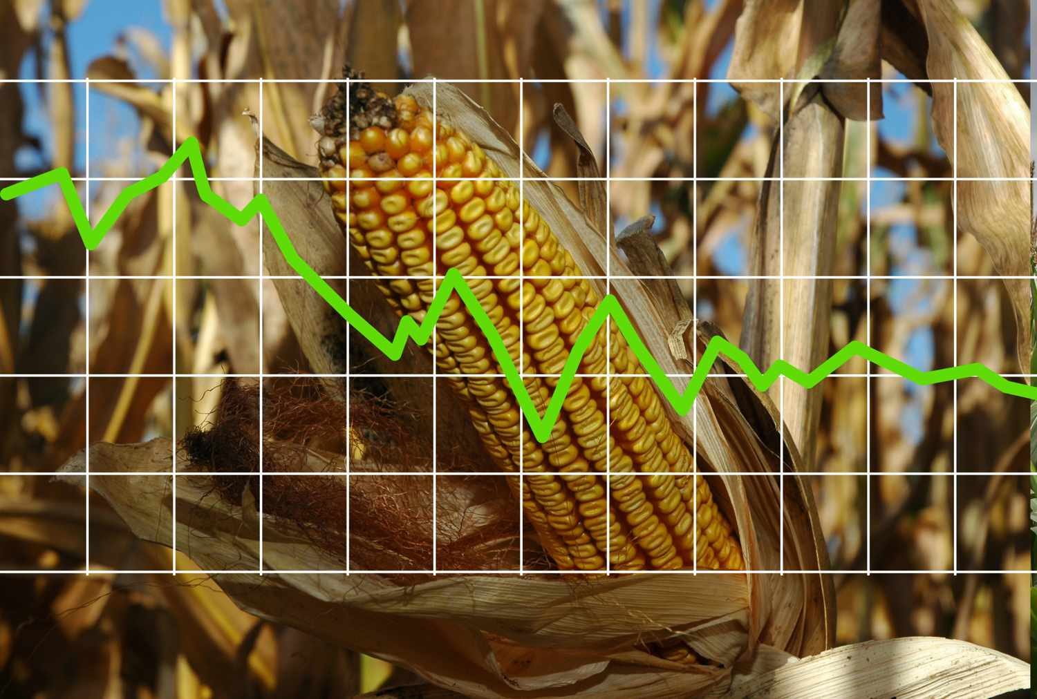العقود الآجلة للذرة تغلق تداولات الثلاثاء على ارتفاع