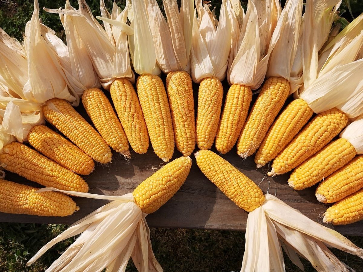 انتعاش الدولار يؤثر سلبًا على أسعار العقود الآجلة للذرة التي تفتتح يوم الإثنين على انخفاض