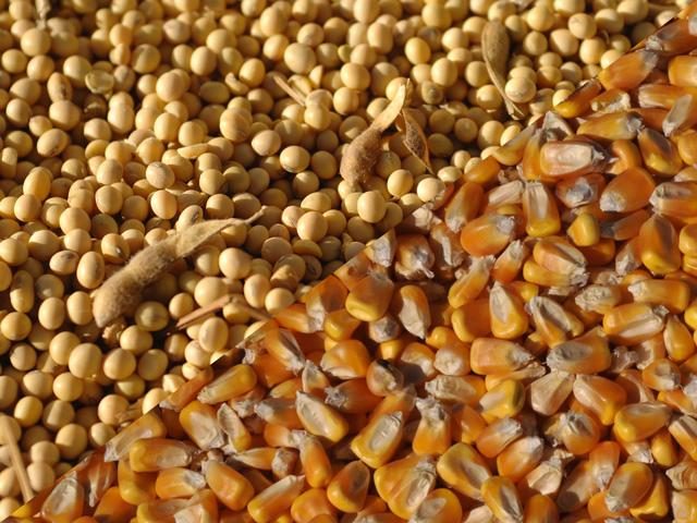 خامات الأعلاف