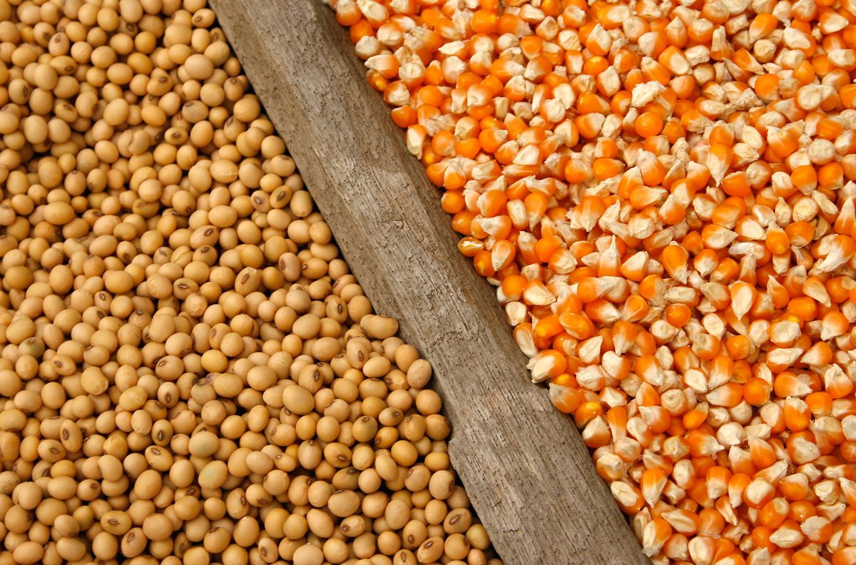 الذرة وفول الصويا