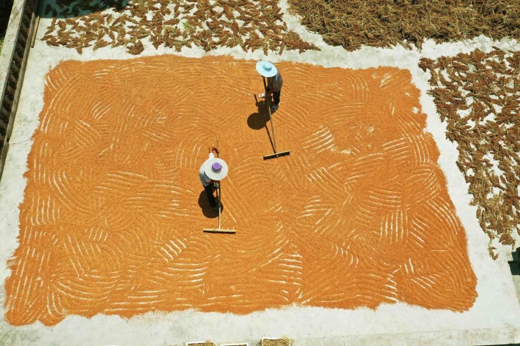 الذرة الرفيعة