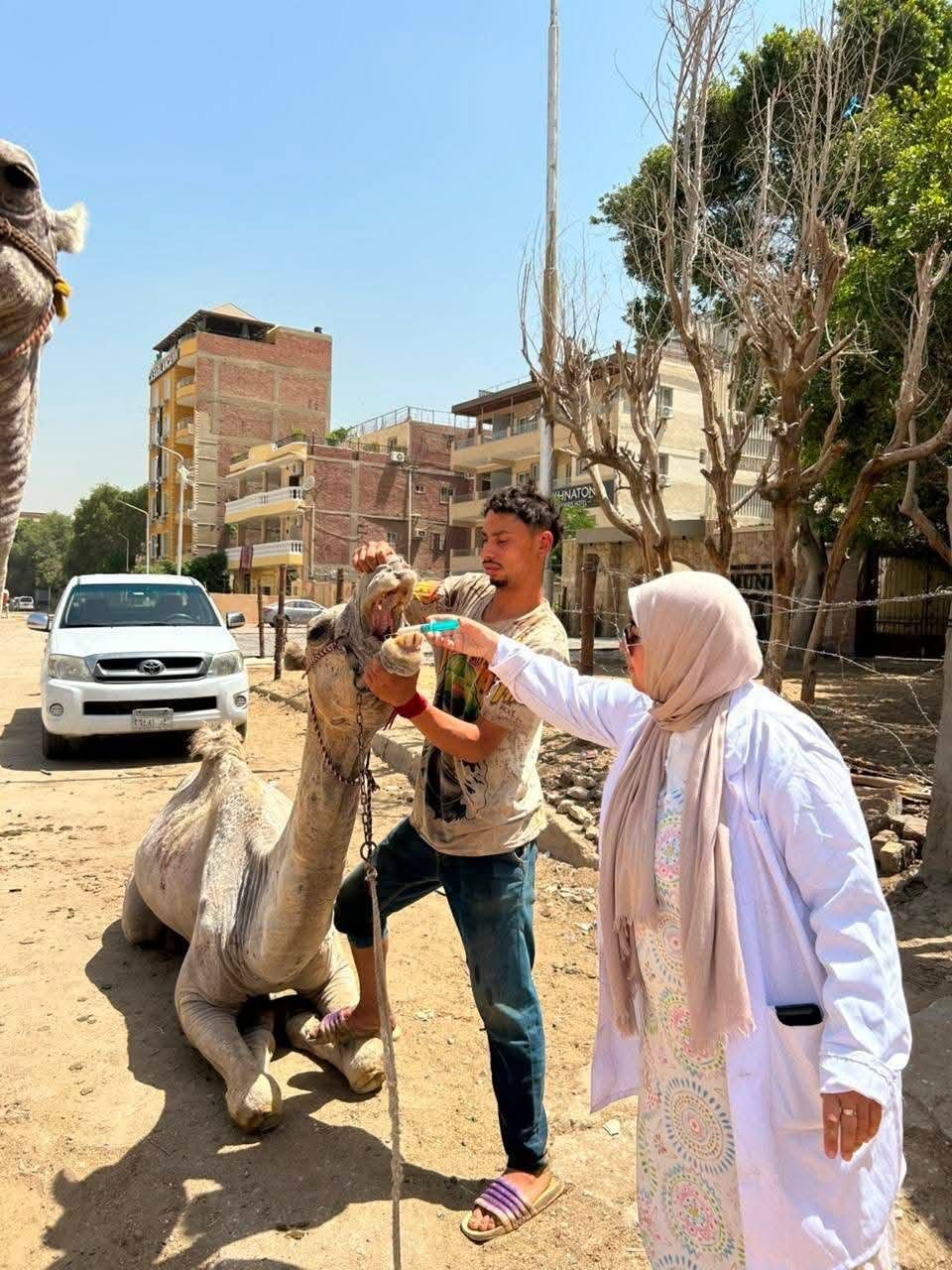 الزراعة