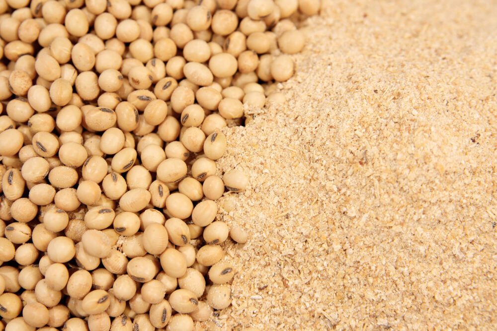 الأرجنتين في طريقها لاستعادة مكانتها كأكبر مصدر لكسب فول الصويا