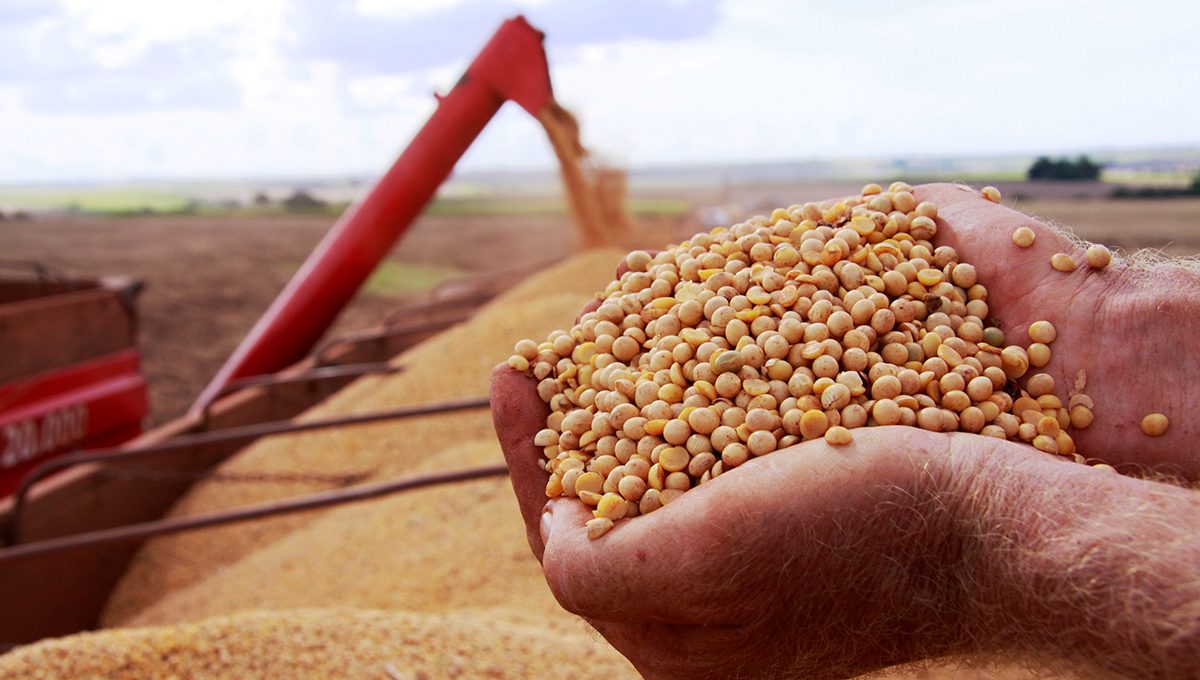 صادرات فول الصويا البرازيلية تسجل 6.8 مليون طن في الأسبوعين الأولين من أبريل