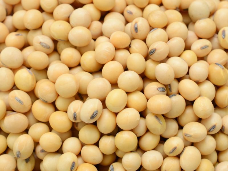 مبيعات الصويا الأرجنتينية تنخفض بنسبة 45٪ في يونيو بسبب فروق أسعار الصرف