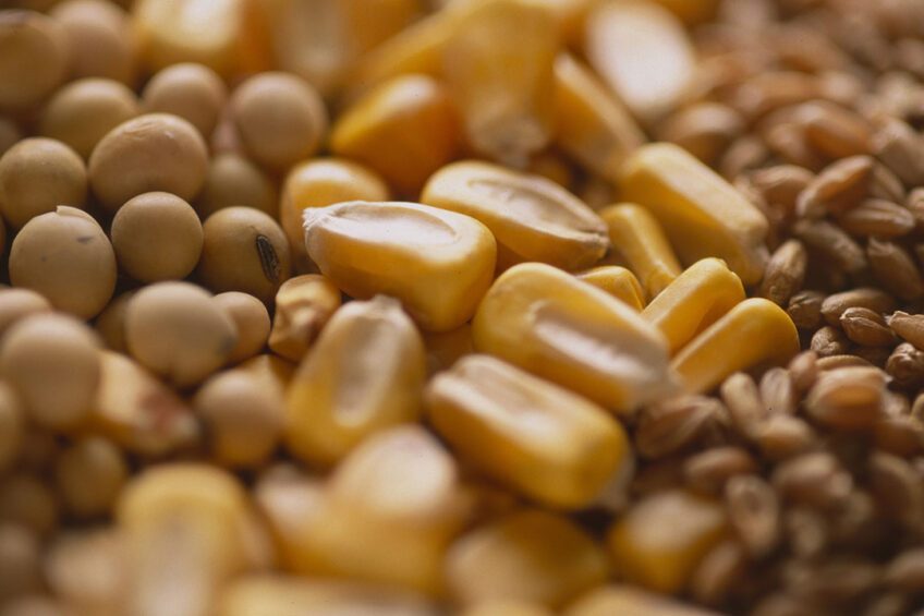 فول الصويا والذرة