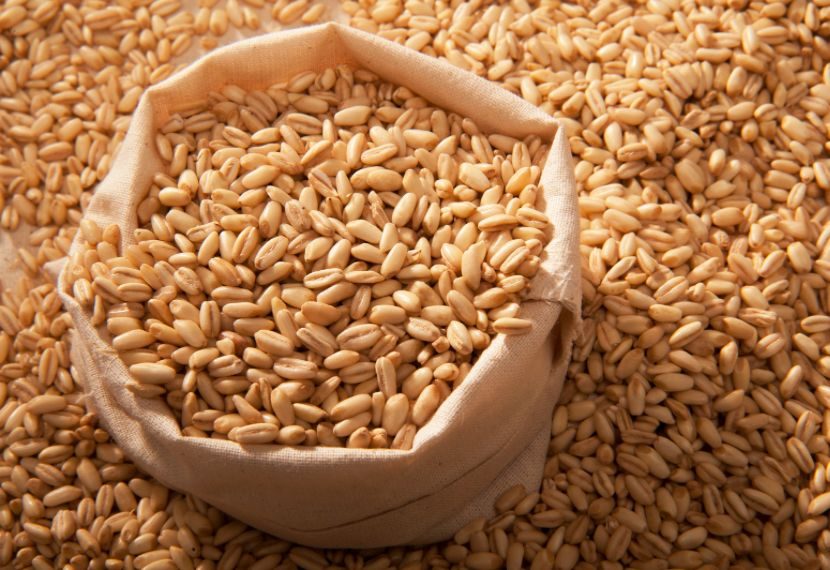 القمح