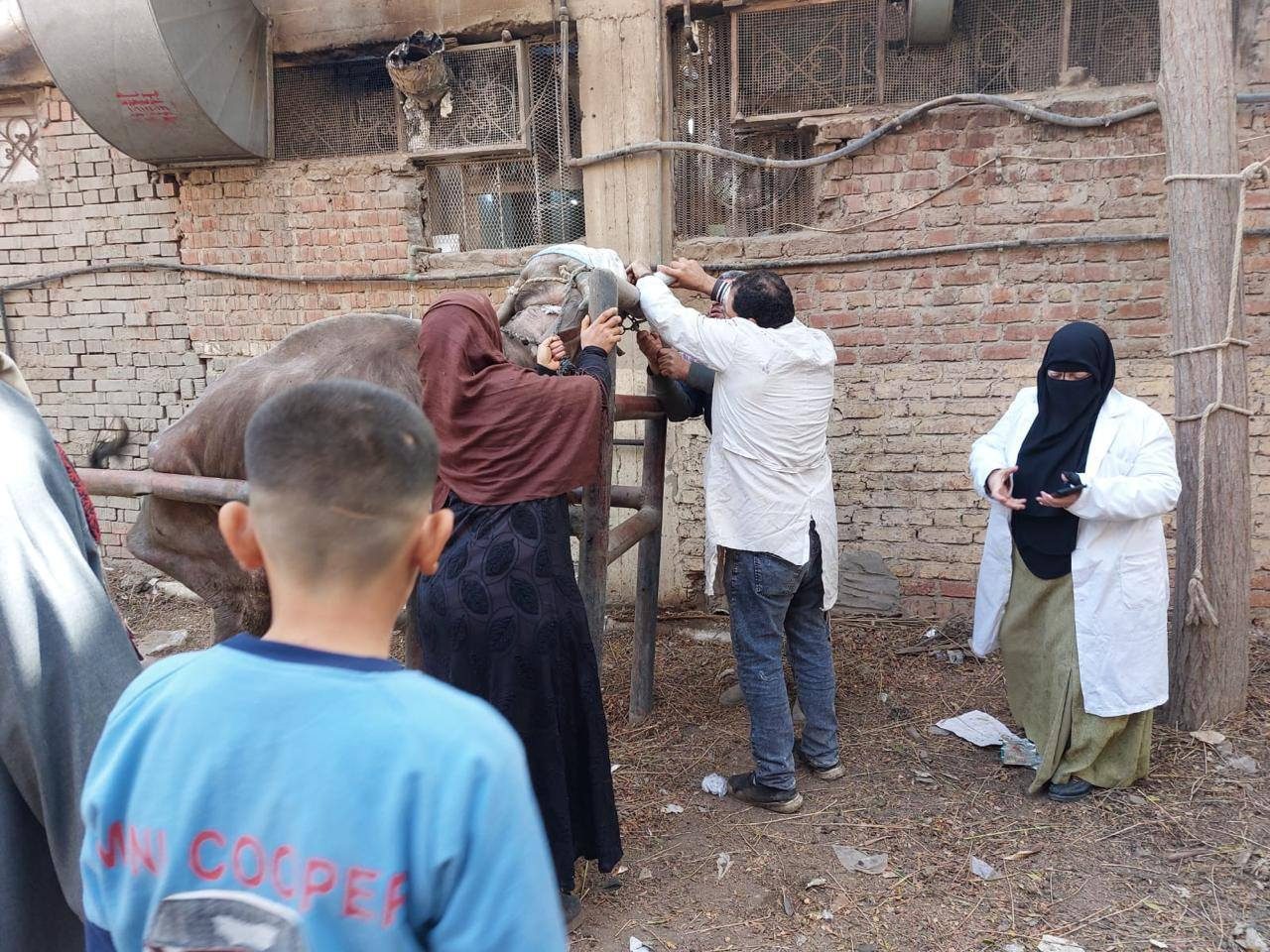 القوافل البيطرية