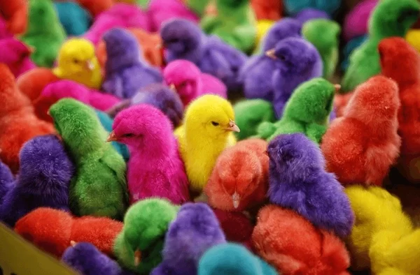 خاص| الحمد للأعلاف والدواجن: تراجع ملحوظ في أسعار الكتاكيت الفترة القادمة