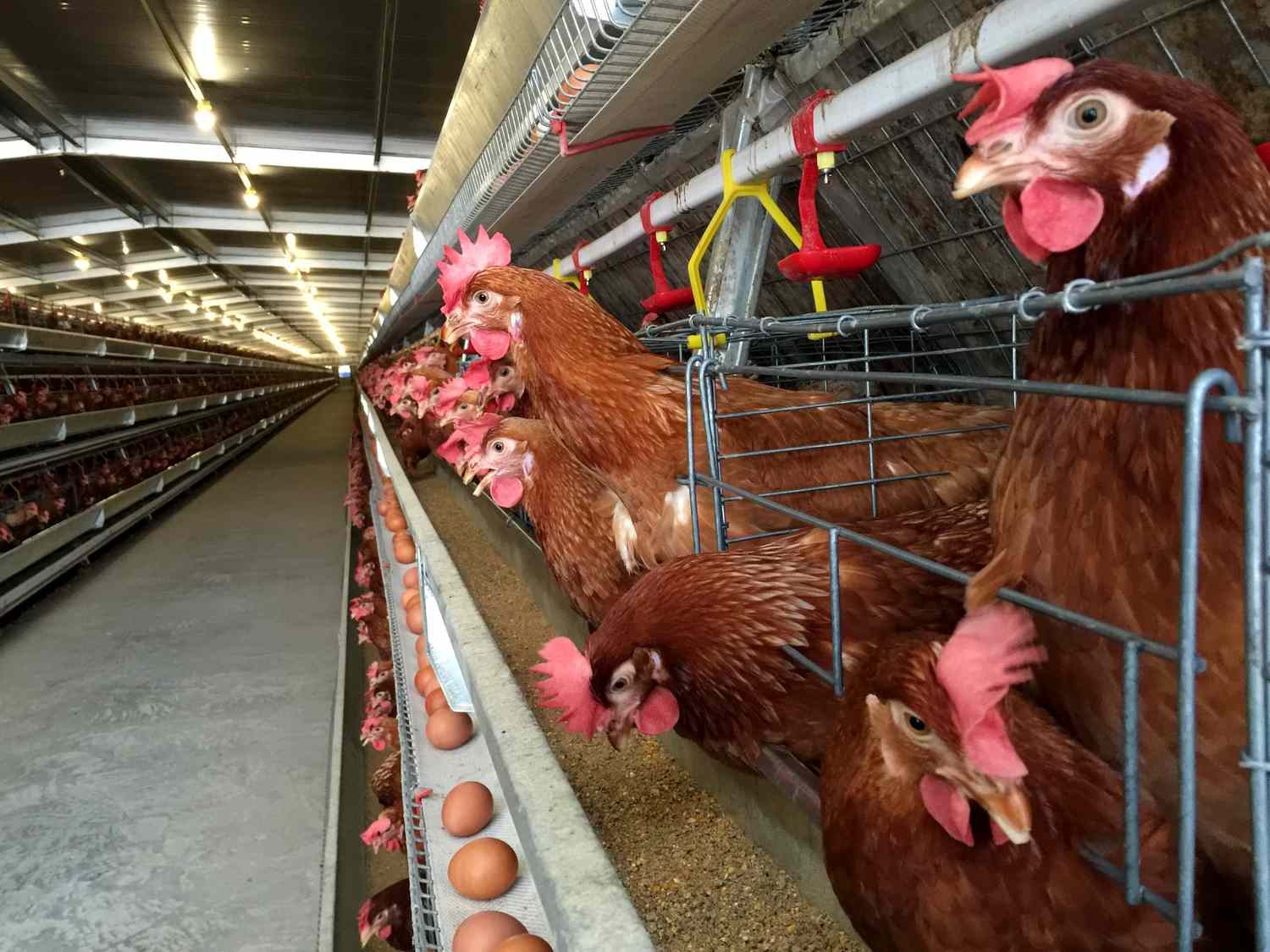 المكسيك تعلق واردات الدواجن من البرازيل بعد ظهور حالة انفلونزا الطيور