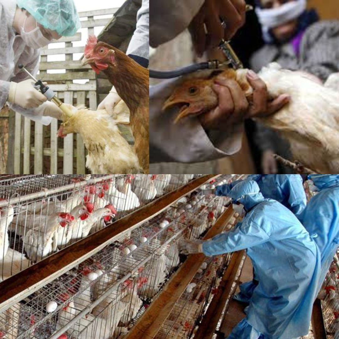 استشاري أمراض الدواجن