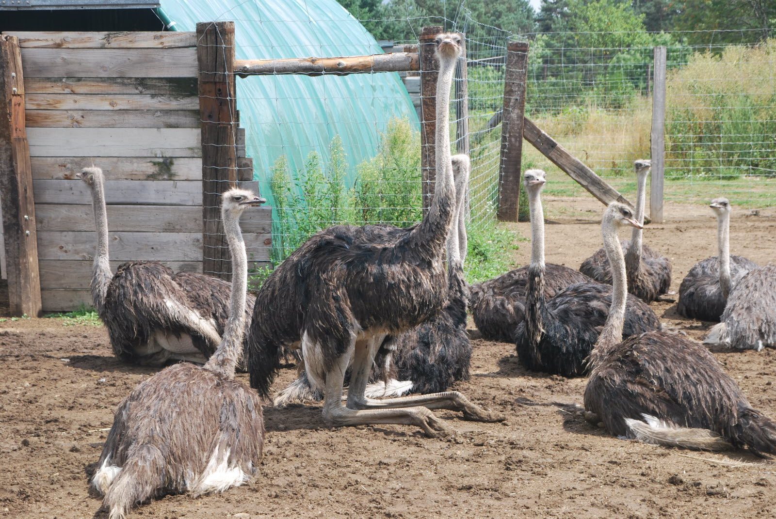 تربية النعام 