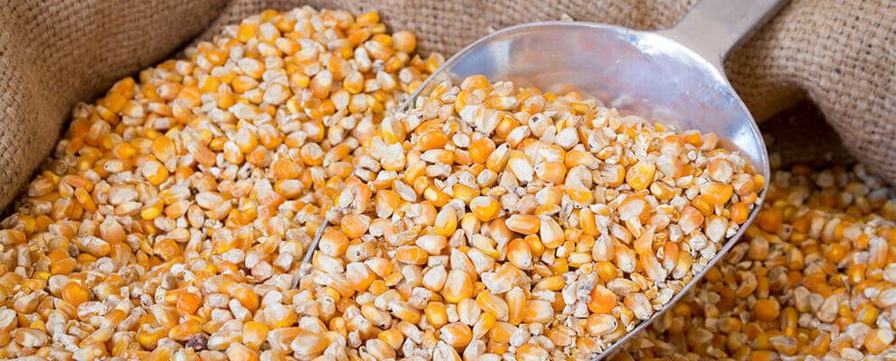 توقعات بتراجع إنتاج البرازيل من الذرة إلى 116.9 مليون طن في عام 2024