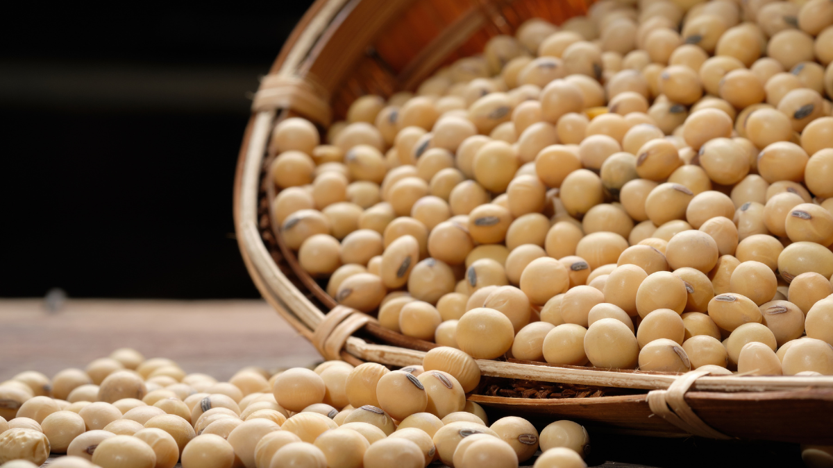 الولايات المتحدة تبيع 189.6 ألف طن من فول الصويا خلال الأسبوع الجاري.. بينهم 54.4 ألف طن لمصر