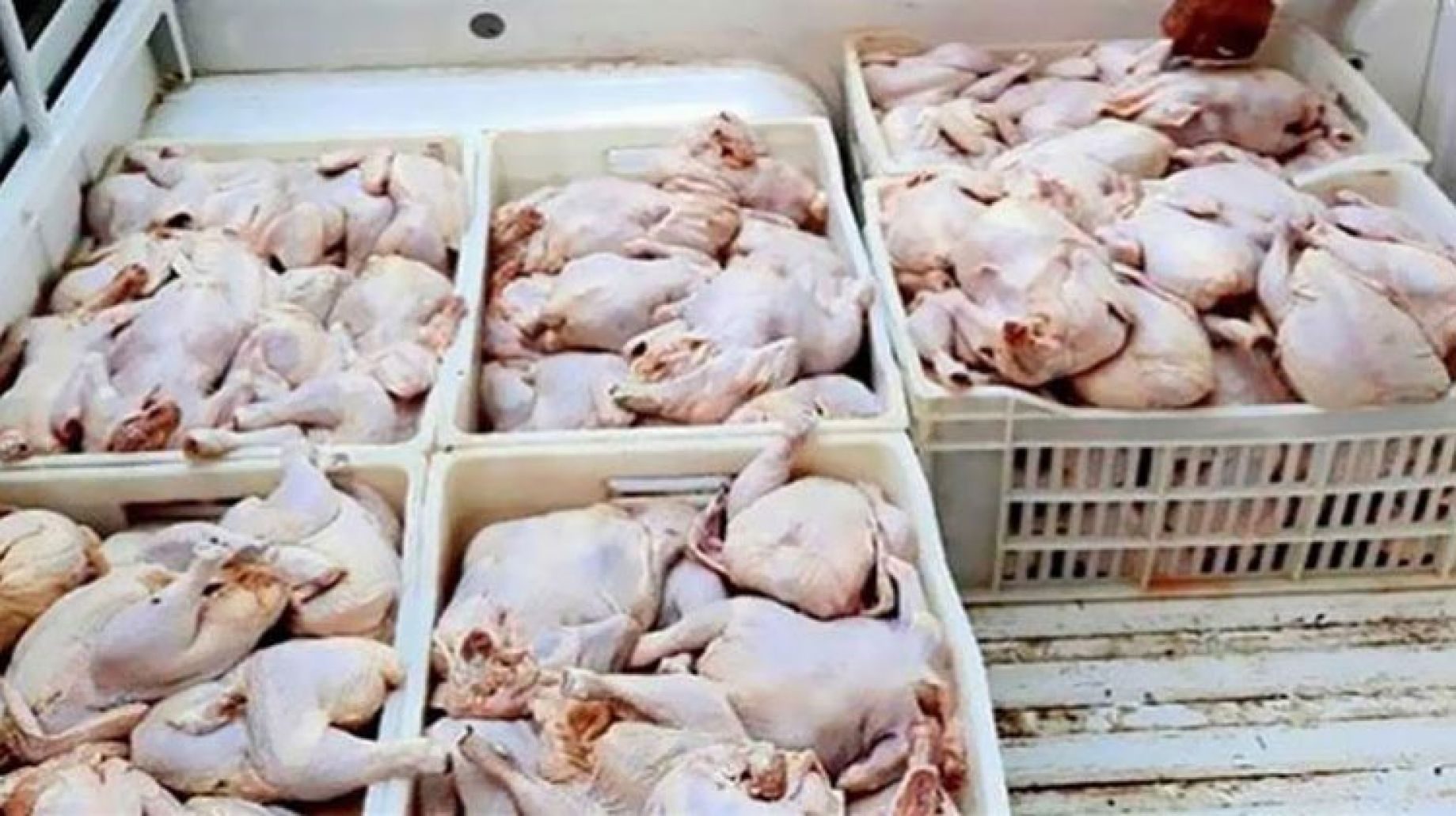 تموين القاهرة: ضبط 3 أطنان من الدواجن والبط الفاسد