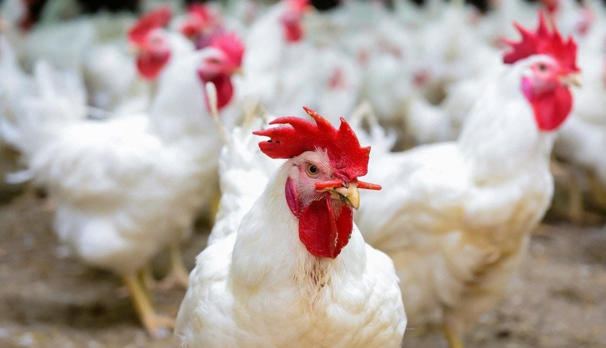 أسعار الدواجن التسمين تتراجع جنيهان والساسو يستقر اليوم الأربعاء 30-7-2025