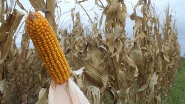 المكسيك تشتري 165 ألف طن من الذرة الأمريكية