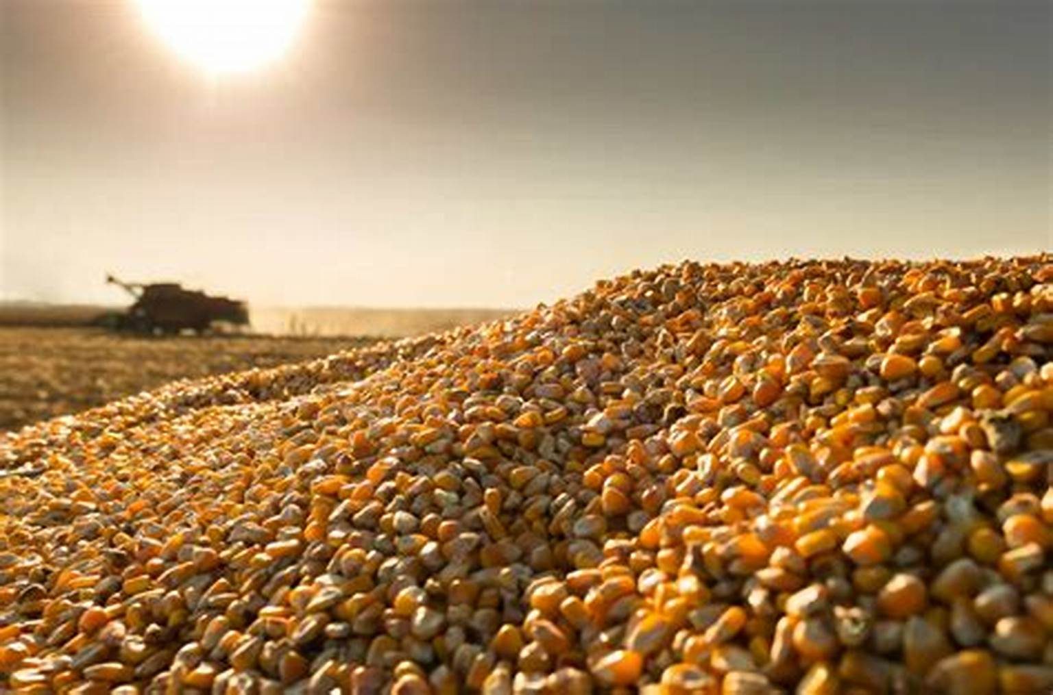 صادرات الذرة البرازيلية تصل لـ29.073 طن في الأسابيع الأولى من أبريل.. وسعر الطن يسجل 341.90 دولارًا