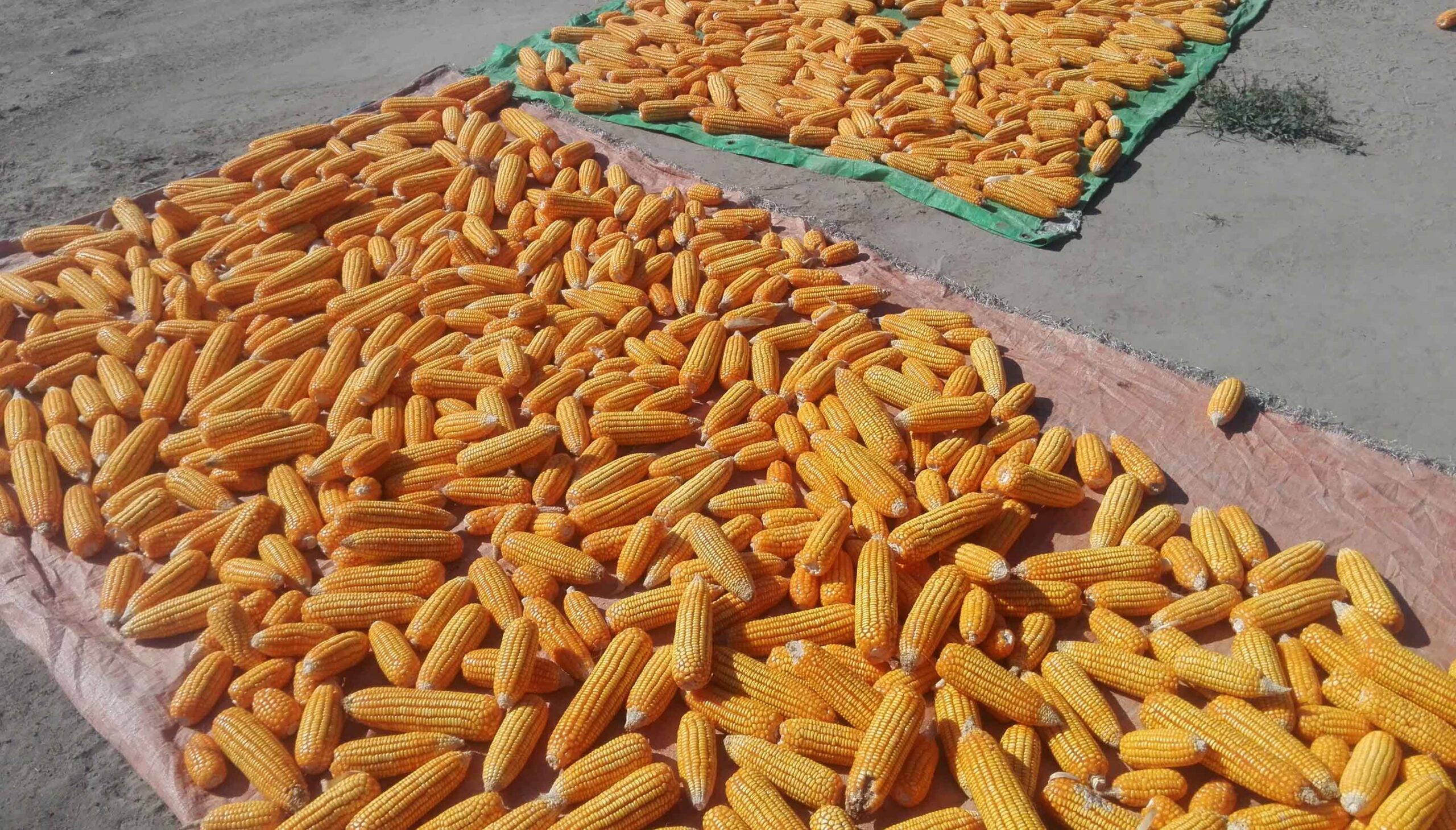 بينهم 2.404 مليون طن ذرة.. صادرات الحبوب الأوكرانية تصل إلى 3.749 مليون طن في شهر أبريل