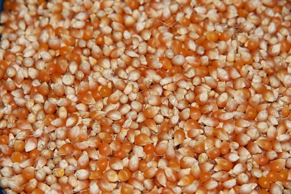 أسعار الذرة تقفز عند الفتح بعد تراجع حاد فى الجلسة السابقة