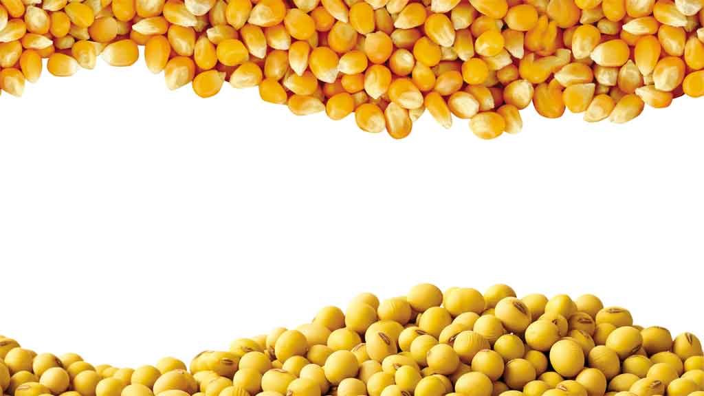 مستوردي الخامات: الصويا تكسر حاجز 40 ألف للطن والذرة تتخطي 20000 مطلع 2024