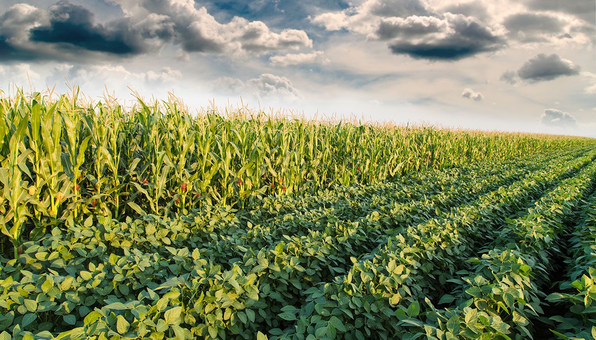 أوكرانيا تزرع 3.895 مليون هكتار ذرة و1.932 مليون هكتار من فول الصويا بحلول نهاية مايو