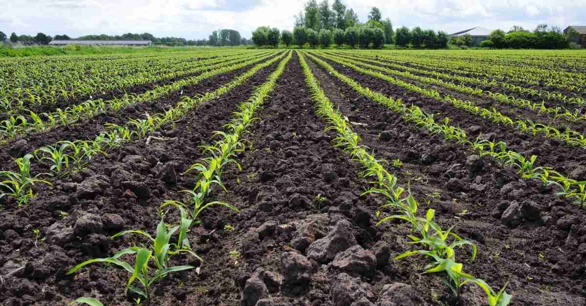 زراعة الذرة